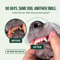 FreshPaw™ Dental Spray – Eliminates the bacteria that cause tartar and bad breath in dogs